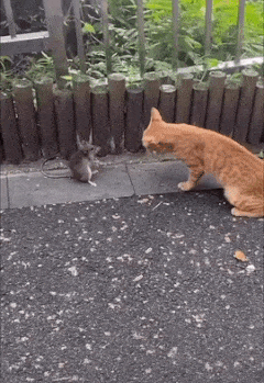 Cat and mouse