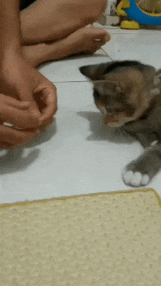 Magician cat