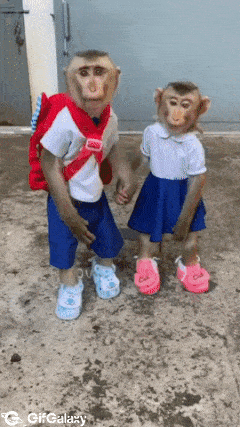 Monkeys go to school