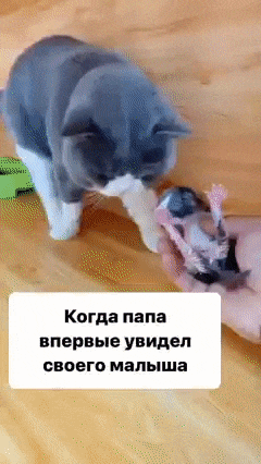Father cat and baby kitten