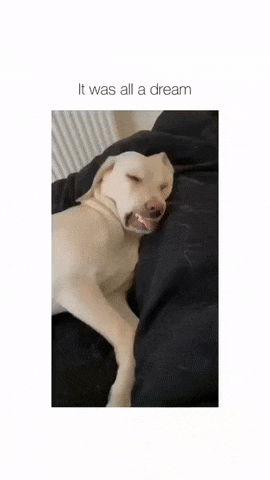 Dog and nightmares