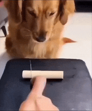 Dog and pig