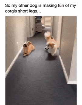 Dog with short legs
