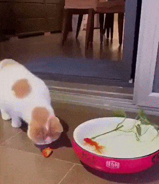 Dog saves fish from cat