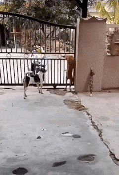 Dogs run through the fence