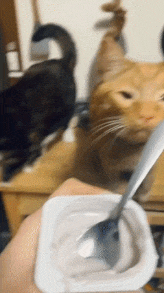 Dirty cat and spoon