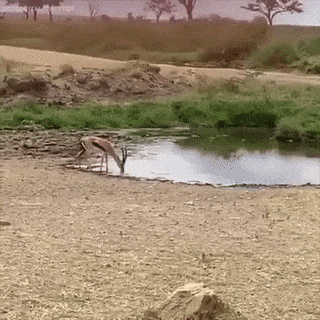 Antelope dribbling and lion
