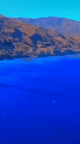 Shark in sea