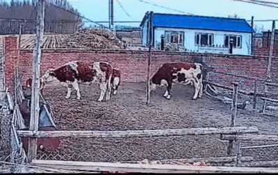 Calf quickly jump