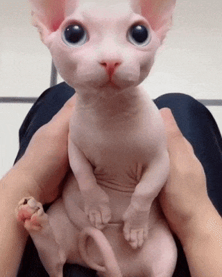Bald cat