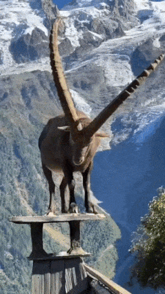 Chamois on house