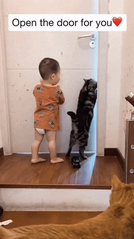 Boy and cat