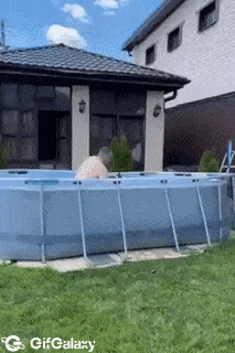 Dog wants to go to pool
