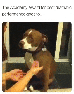 Dramatic cutting of dog nails