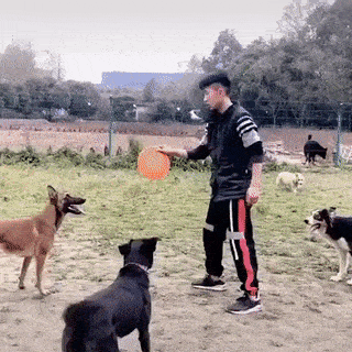Trained dog and frisbee