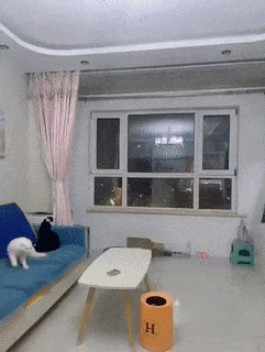 Two different cats