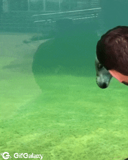 Seal look