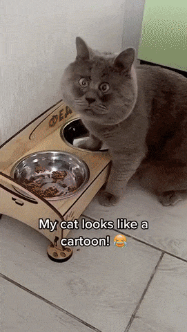 Cat with funny face
