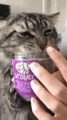 Hungry cat and food