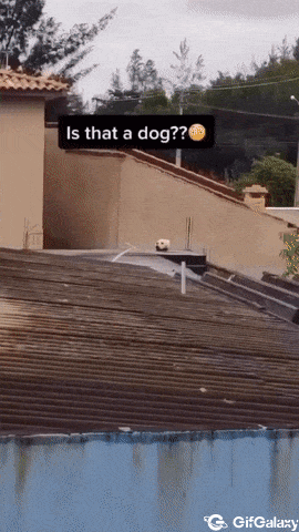 Head of dog or cat