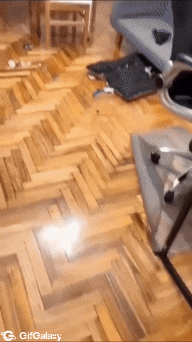 Dog head is sticking out of bed