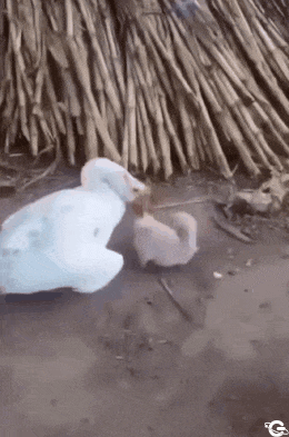 Goose and small dog