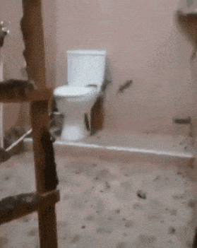 Lizards in bathroom