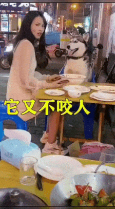 Husky and girl at dinner