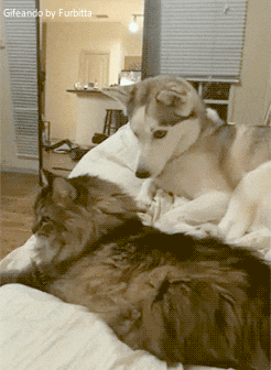 Husky hits cat