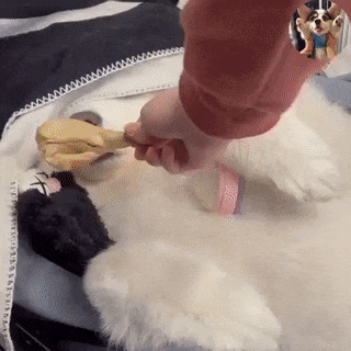 Food and cheated dog