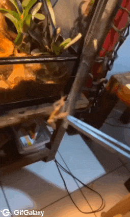 Feeding frog