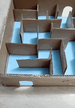 Hamster and maze