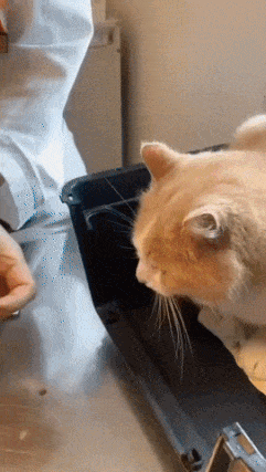Cat eat pill