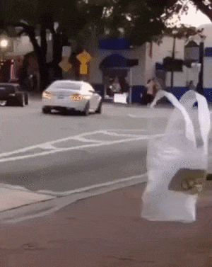 Bag crosses street