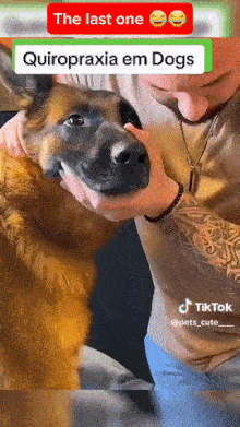 Chiropractor for dog