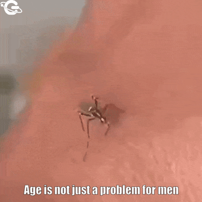 Mosquito and male parody