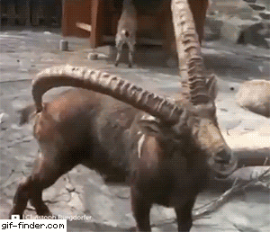 Chamois scratches its rear with its horn