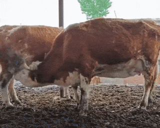 Cows milk each other