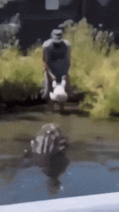 Crocodile and clumsy man
