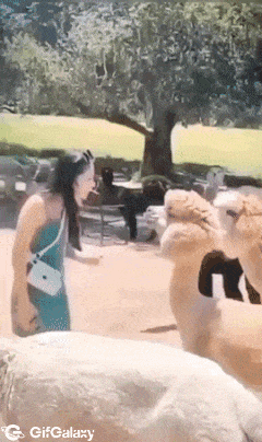 Llama spits girl