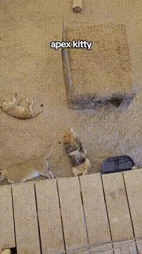 Lion as cuddly cat