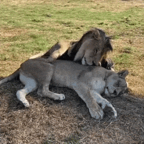 Lion love