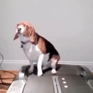 Lazy dog exercise