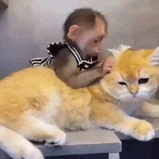 Love of cat and monkey