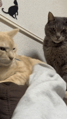 Jealous cat and hand