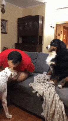 Jealous dog wants petted