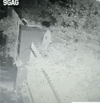 Clumsy thief on the fence