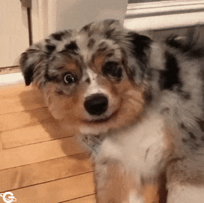 Crazy dog smile