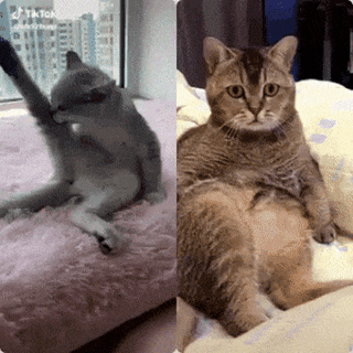 Cat watch cat how to lick