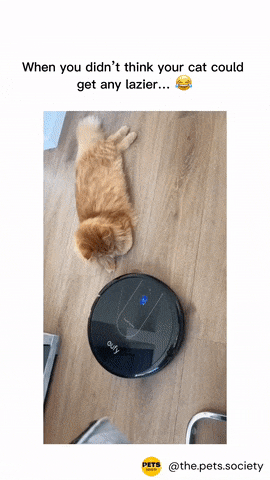 Cat and robot vacuum cleaner